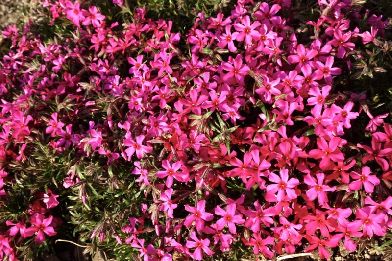 シバザクラ開花