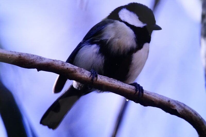 変異シジュウカラ
