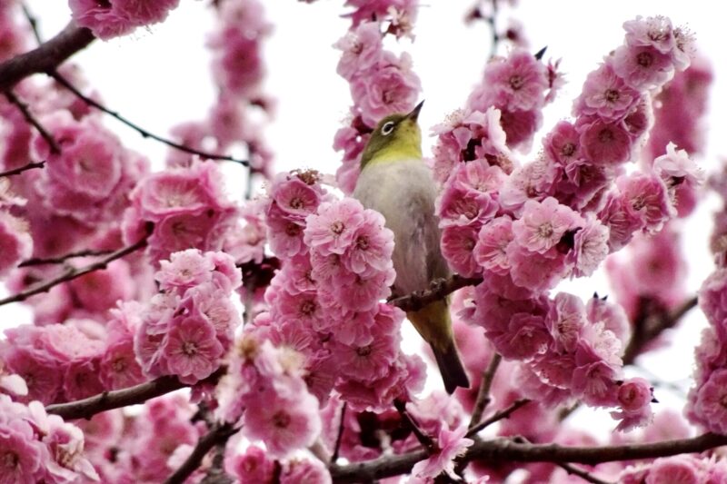 紅梅にメジロ