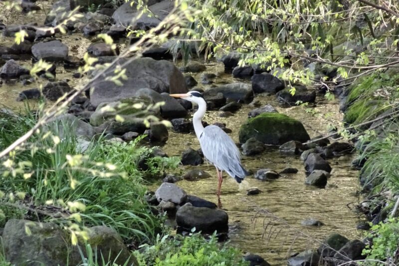 アオサギ・夏羽