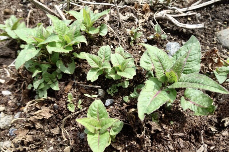 ベルガモット・4月上旬