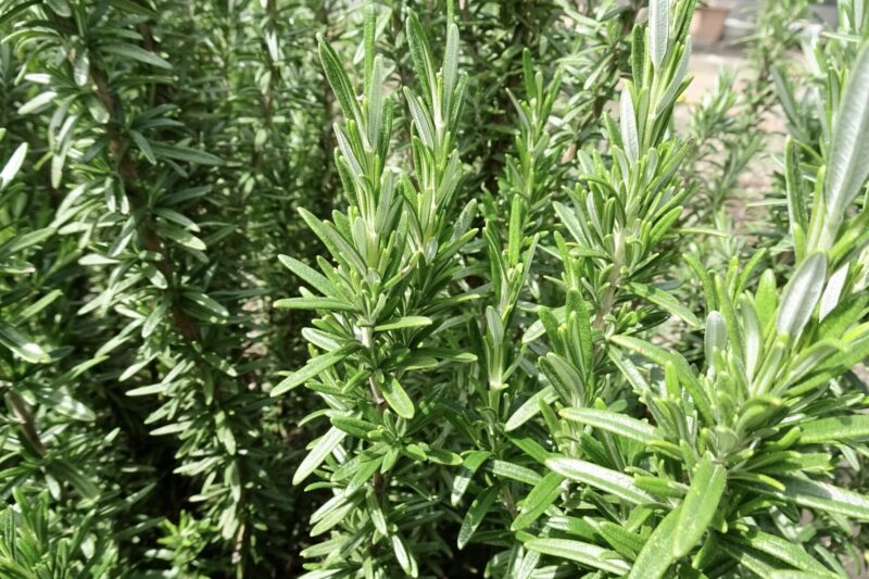 イングリッシュラベンダー