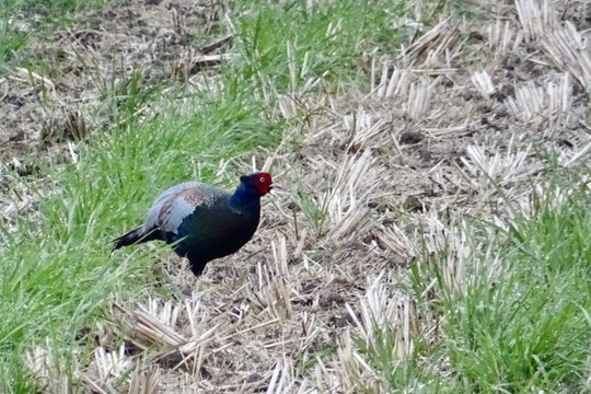 キジ雄・4月中旬