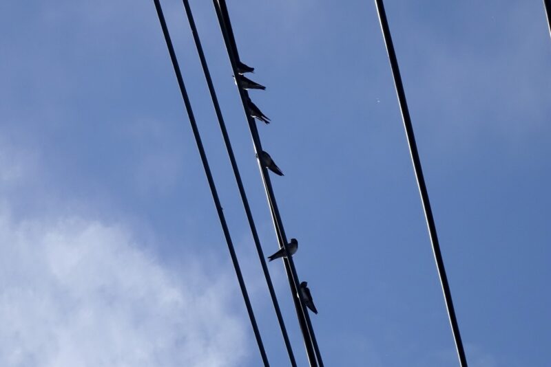 ツバメ電線巣立ちビナ