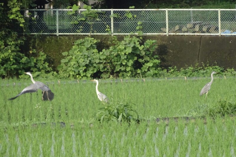 アオサギ・３羽