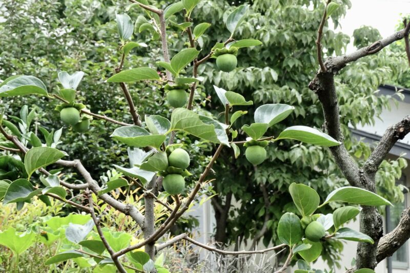 蜂屋柿