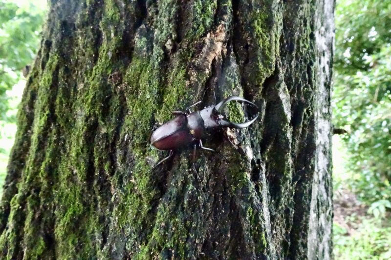 ノコギリクワガタ