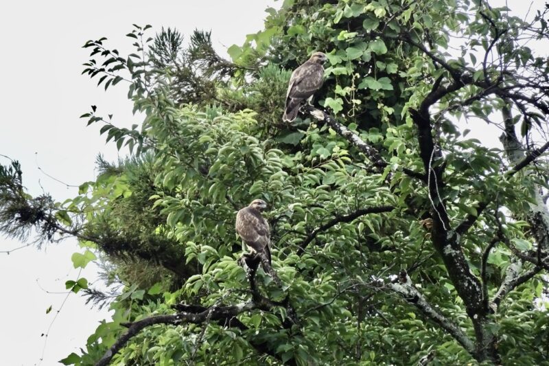 ノスリ幼鳥・2羽