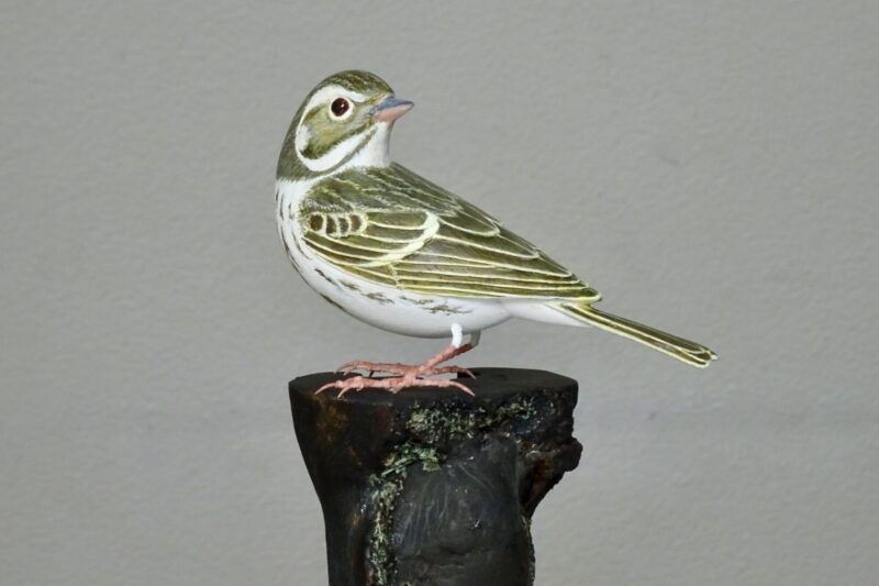 ビンズイ・田村