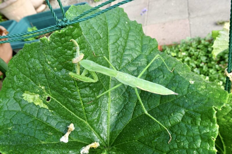 カマキリ