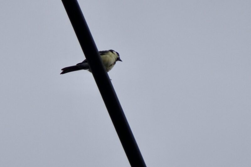シジュウカラ幼鳥