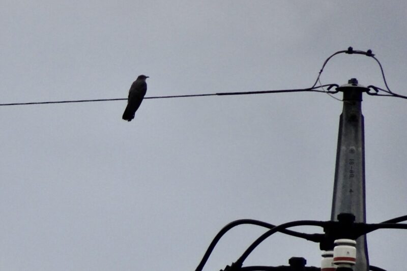 カッコウの幼鳥