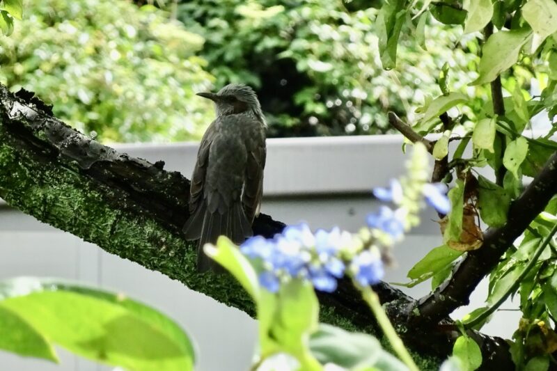 梅の木のヒヨドリ