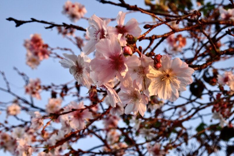 冬桜