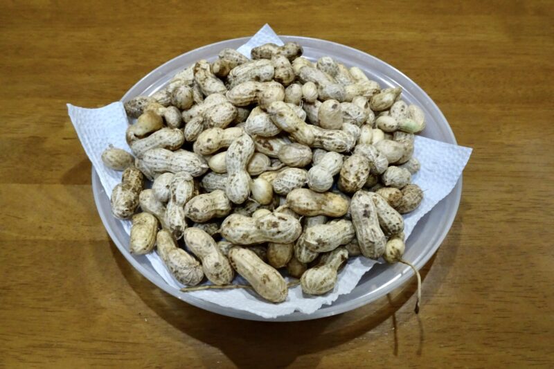 落花生収穫